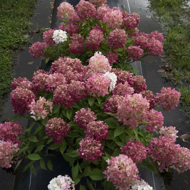 Hydrangea paniculata 'Fire Light Tidbit'® - Hydrangée paniculée Fire Light Tidbit®