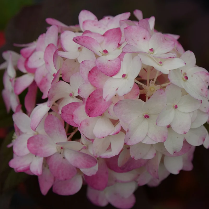 Hydrangea paniculata 'Fire Light Tidbit'® - Hydrangée paniculée Fire Light Tidbit®