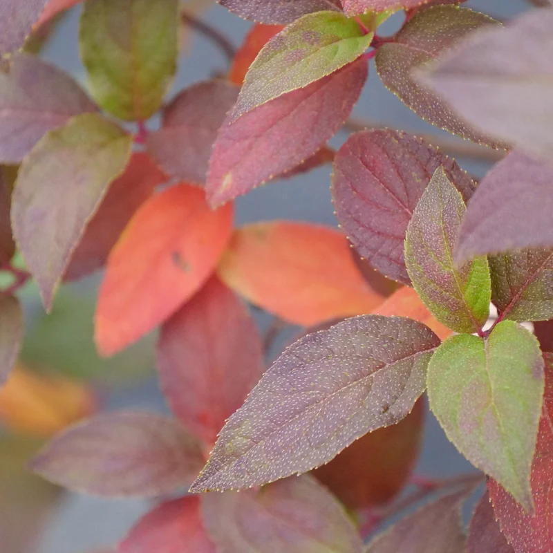 Hydrangea paniculata 'Fire Light Tidbit'® - Hydrangée paniculée Fire Light Tidbit®