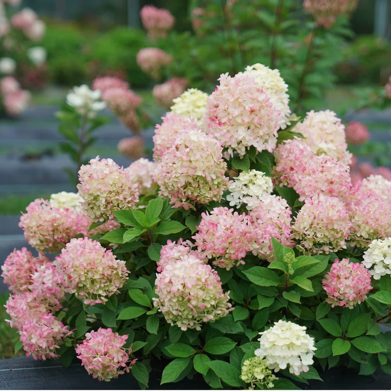 Hydrangea paniculata 'Fire Light Tidbit'® - Hydrangée paniculée Fire Light Tidbit®