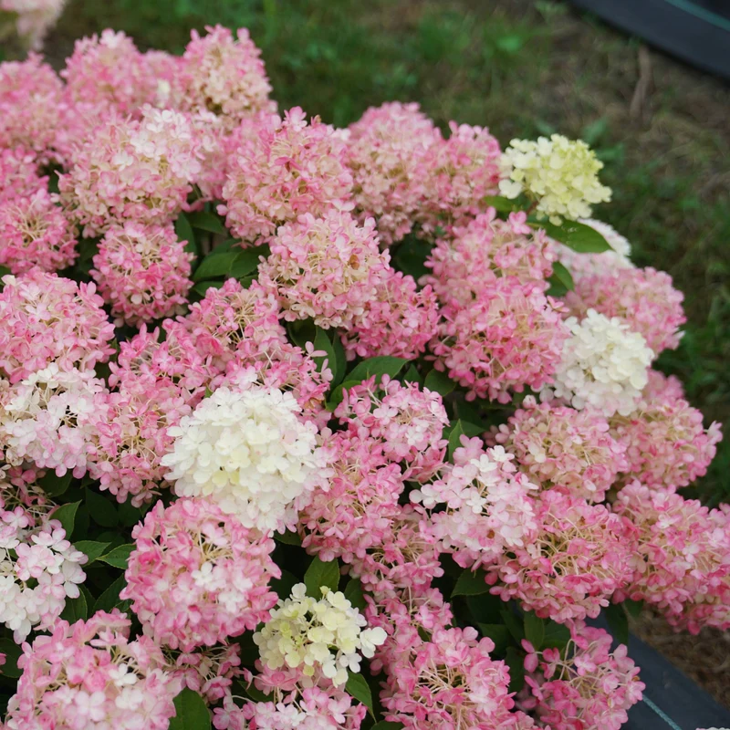 Hydrangea paniculata 'Fire Light Tidbit'® - Hydrangée paniculée Fire Light Tidbit®