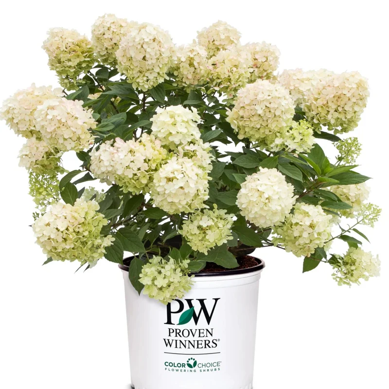 Hydrangea paniculata 'Fire Light Tidbit'® - Hydrangée paniculée Fire Light Tidbit®