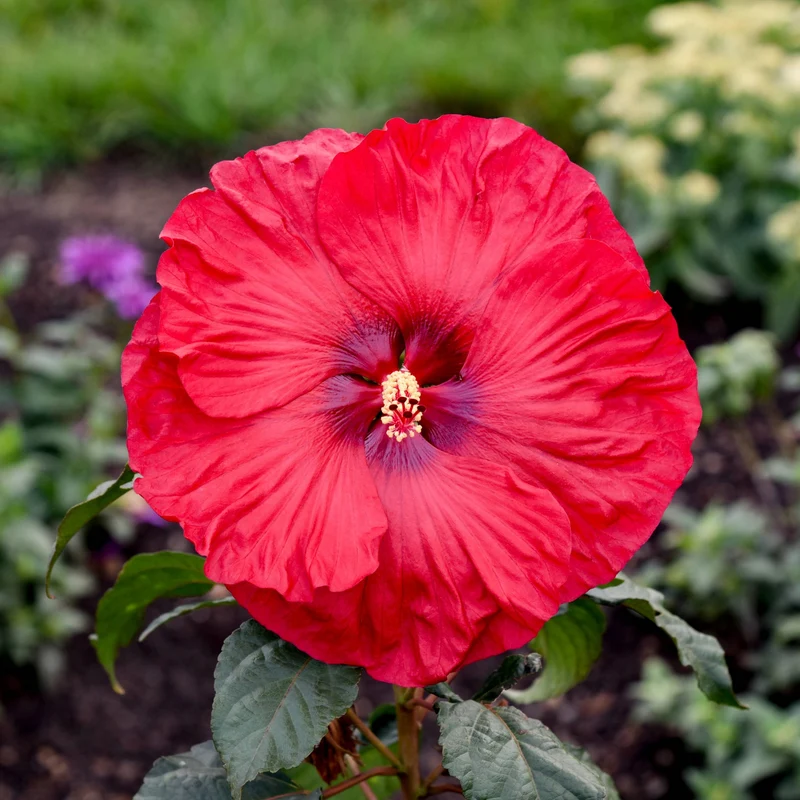 Hibiscus moscheutos Summerific® 'Valentine's Crush' - Ketmie des Marais Summerific® 'Valentine's Crush'
