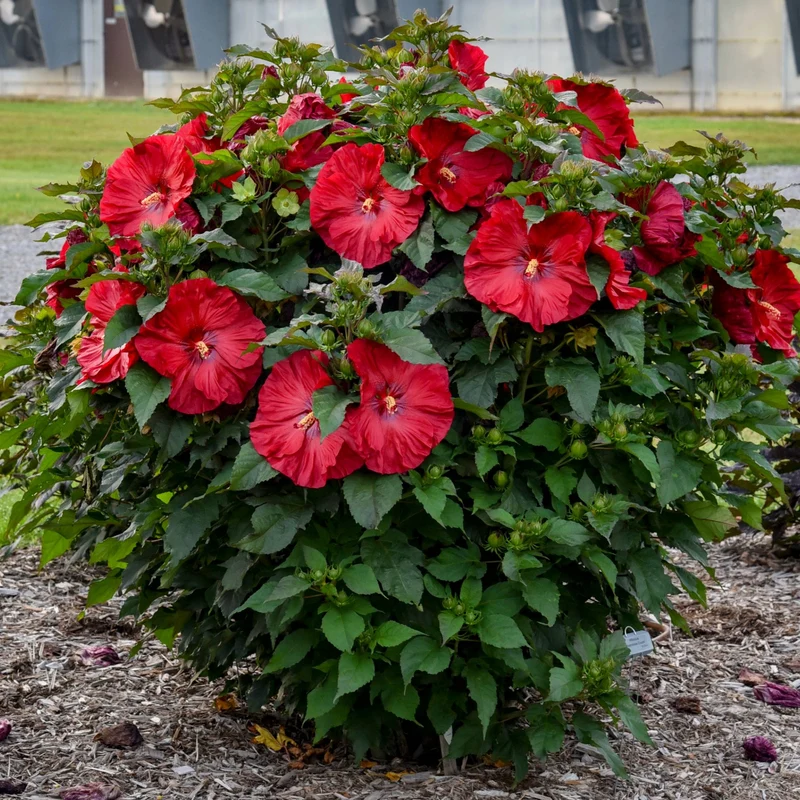 Hibiscus moscheutos Summerific® 'Valentine's Crush' - Ketmie des Marais Summerific® 'Valentine's Crush'
