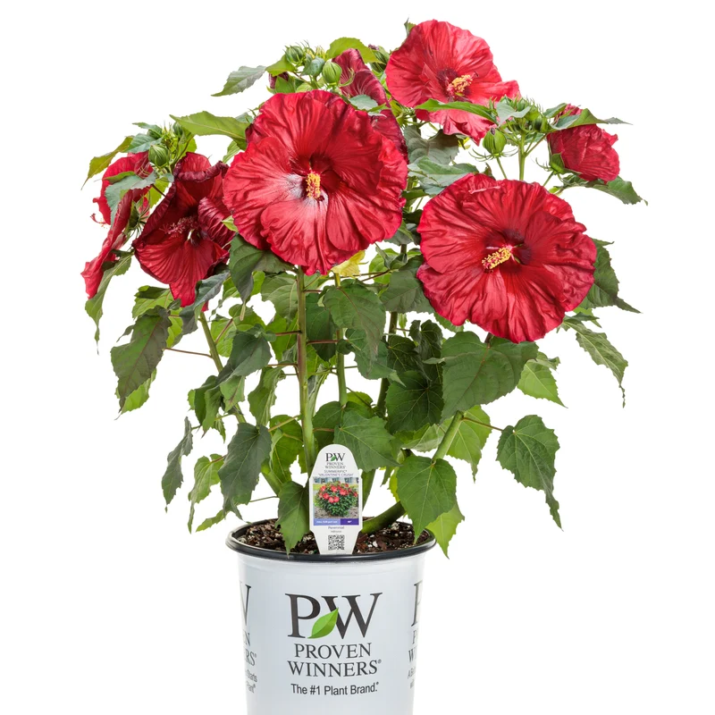 Hibiscus moscheutos Summerific® 'Valentine's Crush' - Ketmie des Marais Summerific® 'Valentine's Crush'