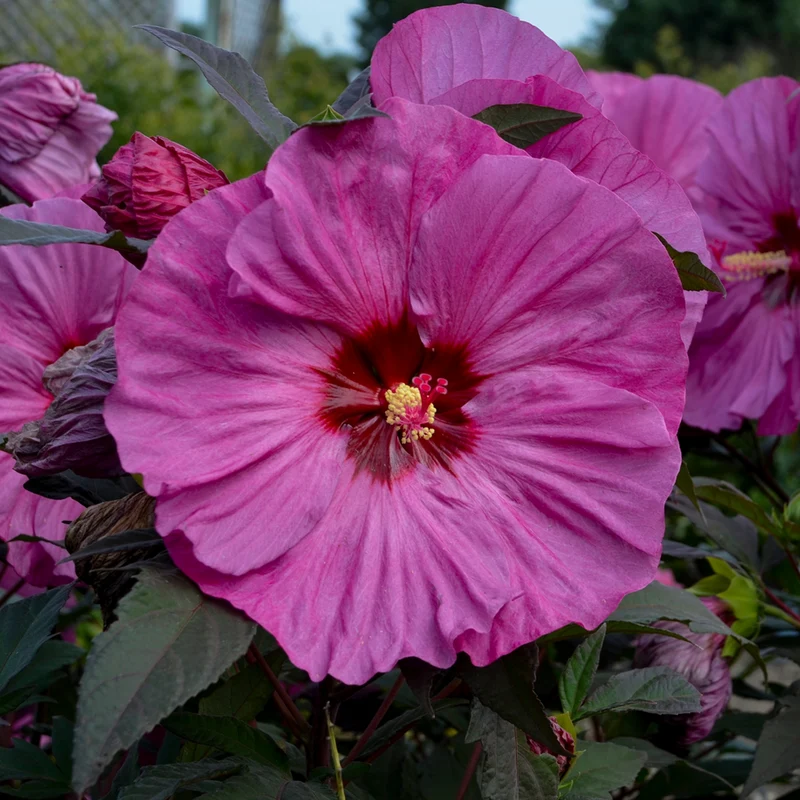 Hibiscus moscheutos Summerific® 'Berry Awesome' - Ketmie des Marais Summerific® 'Berry Awesome'