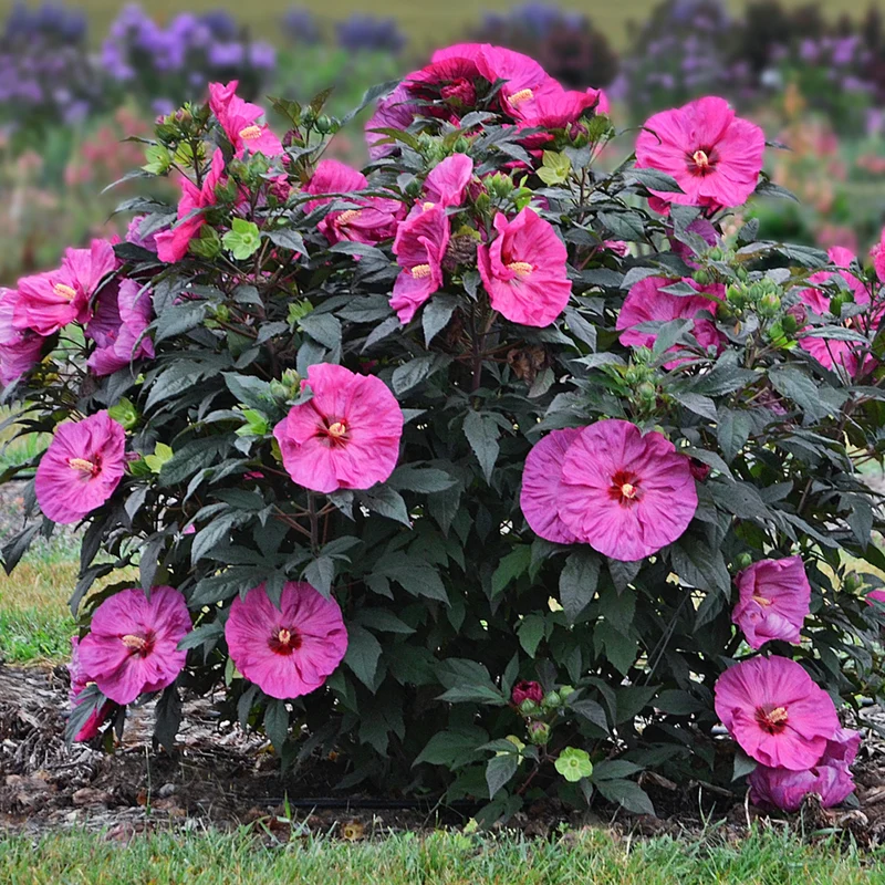Hibiscus moscheutos Summerific® 'Berry Awesome' - Ketmie des Marais Summerific® 'Berry Awesome'