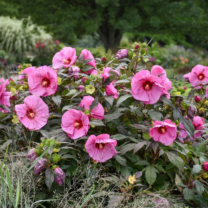 Hibiscus moscheutos Summerific® 'Berry Awesome' - Ketmie des Marais Summerific® 'Berry Awesome'