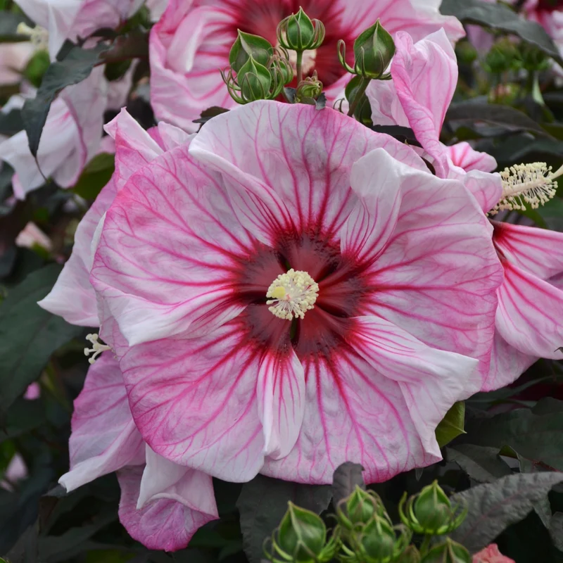 Hibiscus moscheutos 'Summerific® Cherry Choco Latte' - Ketmie des Marais Summerific® Cherry Choco Latte