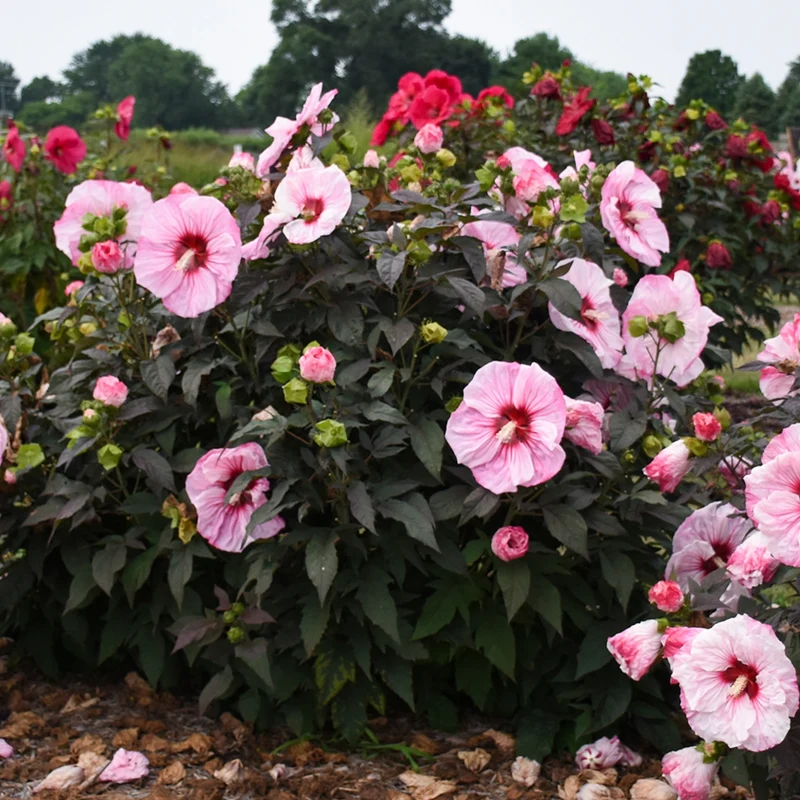Hibiscus moscheutos 'Summerific® Cherry Choco Latte' - Ketmie des Marais Summerific® Cherry Choco Latte