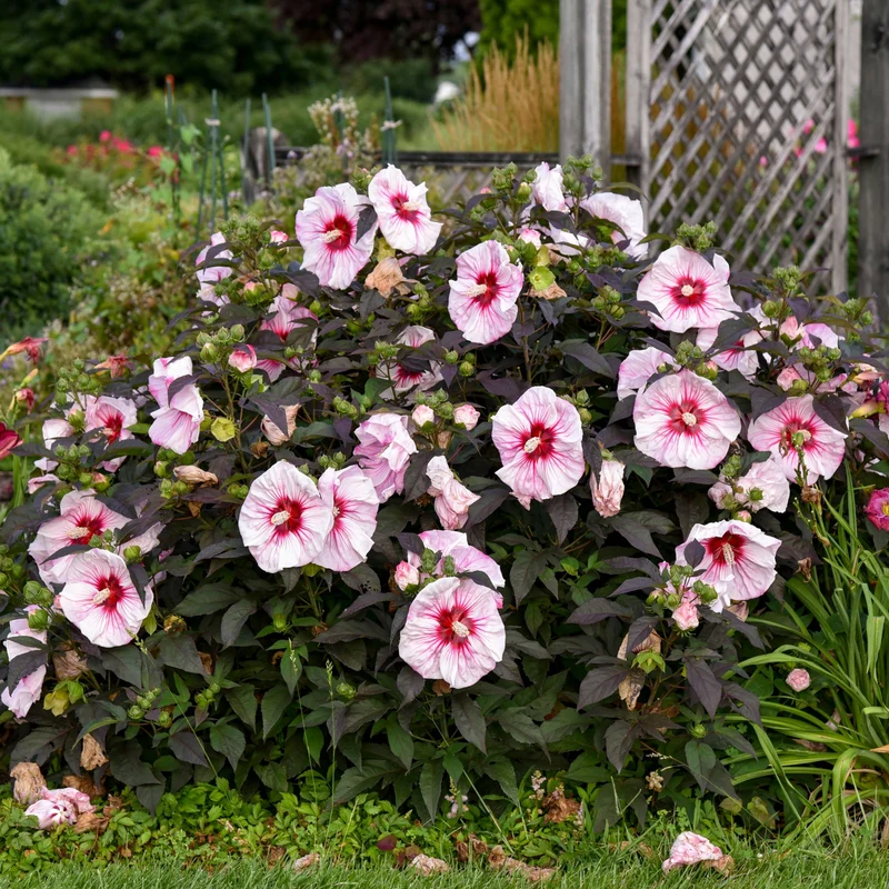 Hibiscus moscheutos 'Summerific® Cherry Choco Latte' - Ketmie des Marais Summerific® Cherry Choco Latte