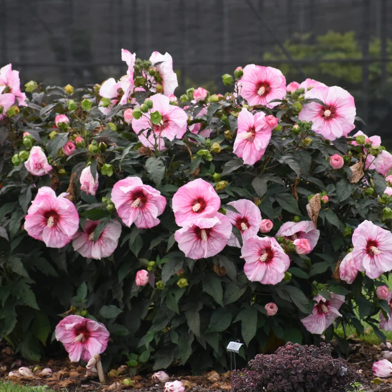 Hibiscus moscheutos 'Summerific® Cherry Choco Latte' - Ketmie des Marais Summerific® Cherry Choco Latte