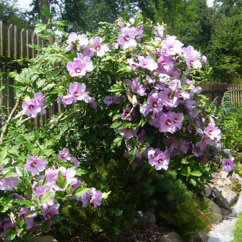 Hibiscus syriacus 'Oiseau Bleu' – Ketmie de Syrie 'Oiseau Bleu'