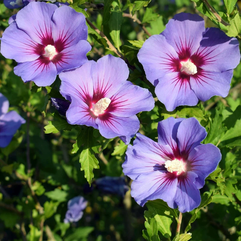 Hibiscus syriacus 'Oiseau Bleu' – Ketmie de Syrie 'Oiseau Bleu'