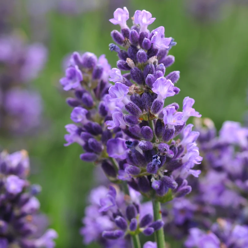 Lavandula angustifolia 'SuperBlue' – Lavande 'SuperBlue'