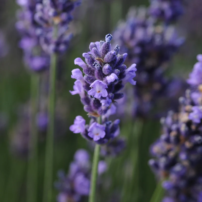 Lavandula angustifolia 'SuperBlue' – Lavande 'SuperBlue'