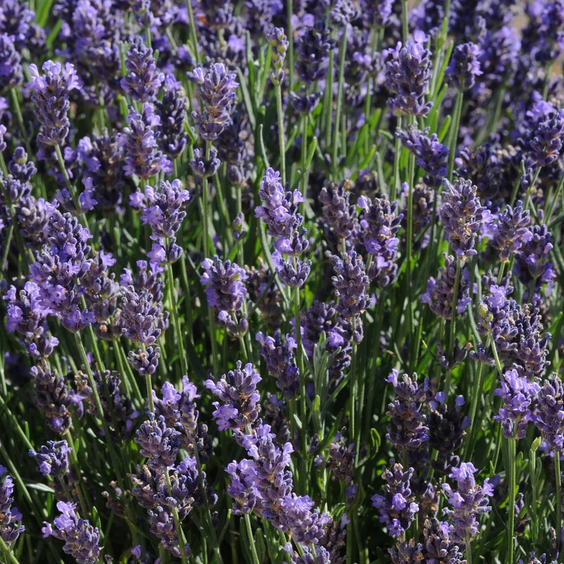 Lavandula angustifolia 'SuperBlue' – Lavande 'SuperBlue'