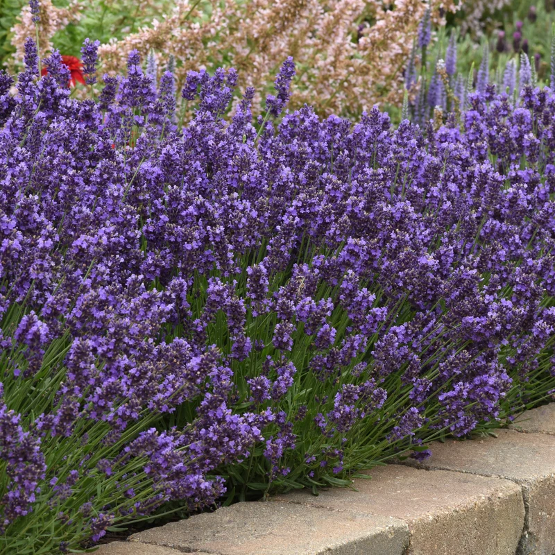 Lavandula angustifolia 'SuperBlue' – Lavande 'SuperBlue'