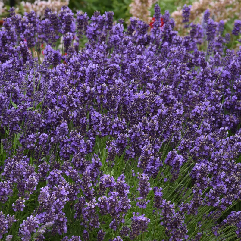 Lavandula angustifolia 'SuperBlue' – Lavande 'SuperBlue'