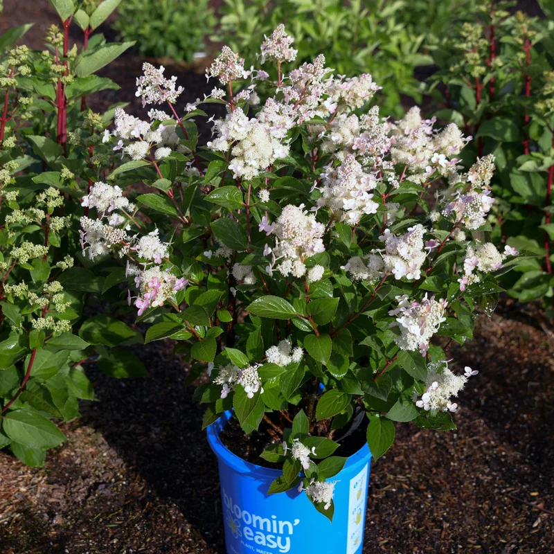 Hydrangea paniculata Torch™ - Hydrangée paniculée Torch™