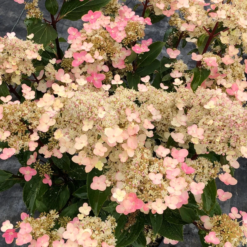 Hydrangea paniculata Torch™ - Hydrangée paniculée Torch™