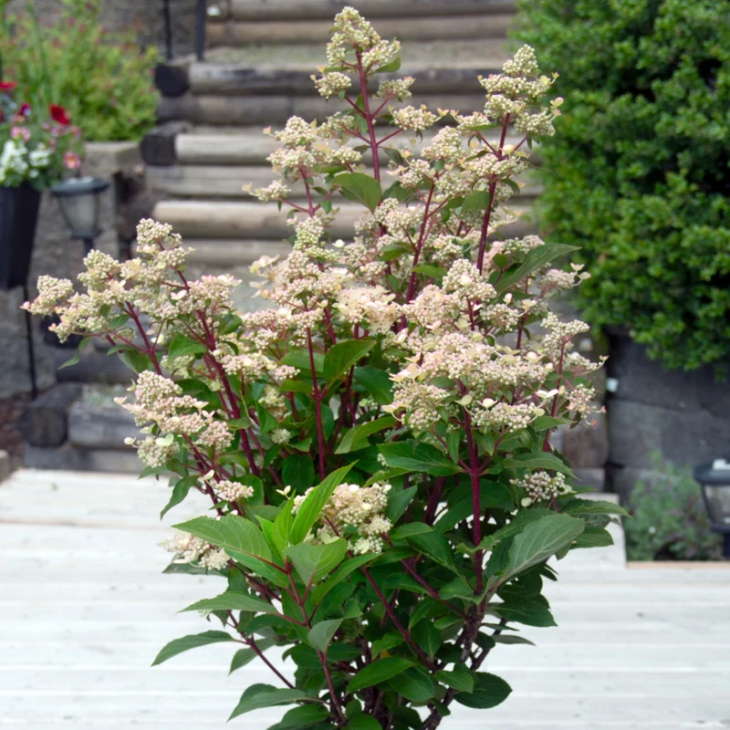 Hydrangea paniculata Torch™ - Hydrangée paniculée Torch™