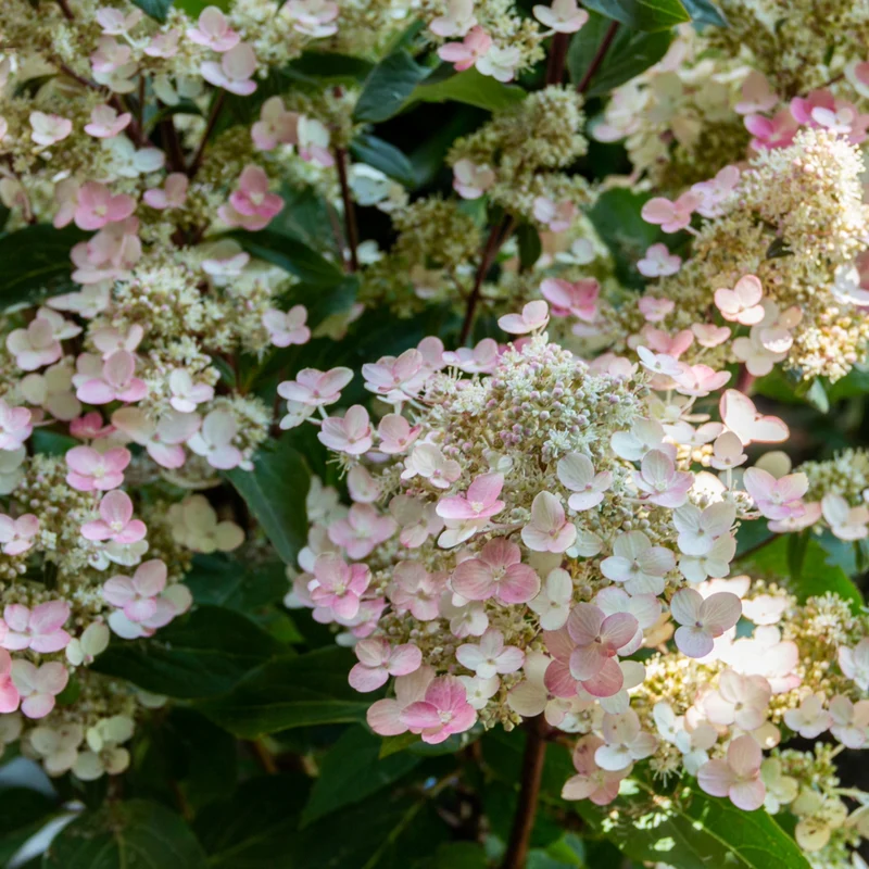 Hydrangea paniculata Torch™ - Hydrangée paniculée Torch™