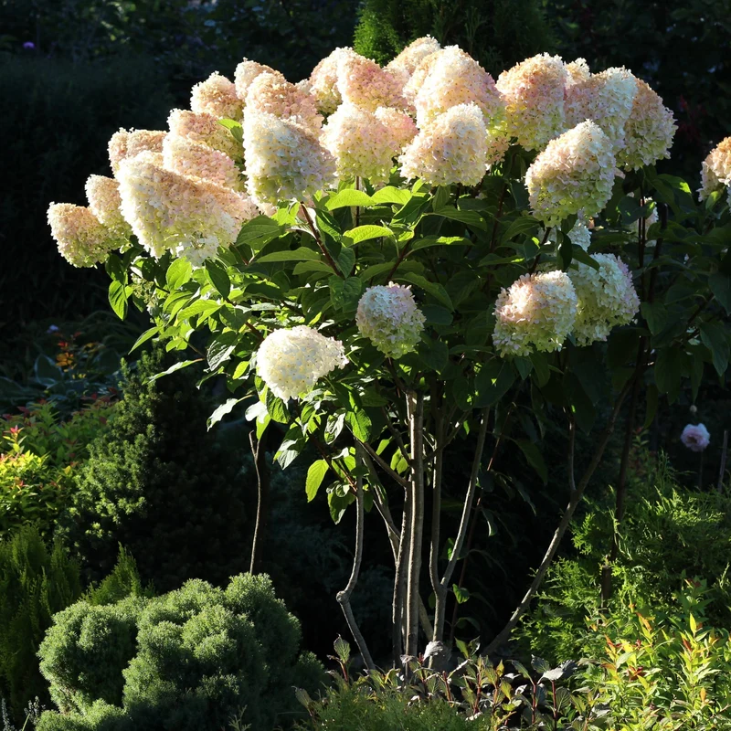 Hydrangea paniculata ‘Grandiflora’ - Hydrangée paniculée 'Grandiflora'
