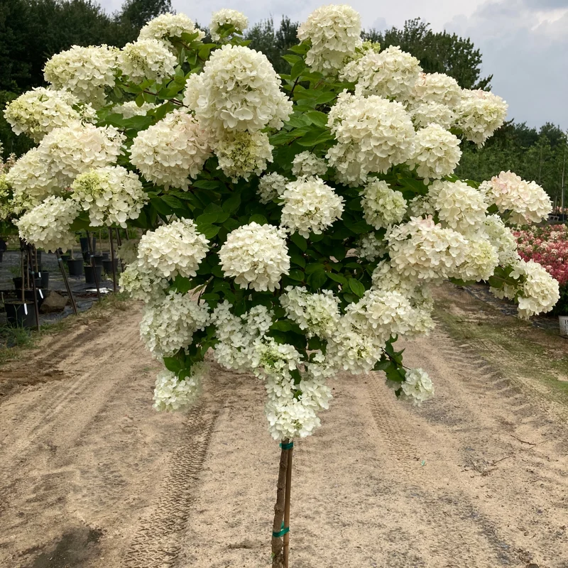 Hydrangea paniculata ‘Grandiflora’ - Hydrangée paniculée 'Grandiflora'