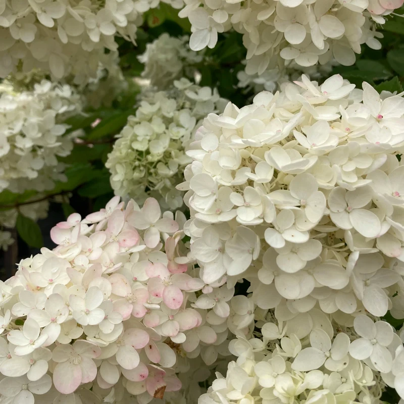 Hydrangea paniculata ‘Grandiflora’ - Hydrangée paniculée 'Grandiflora'