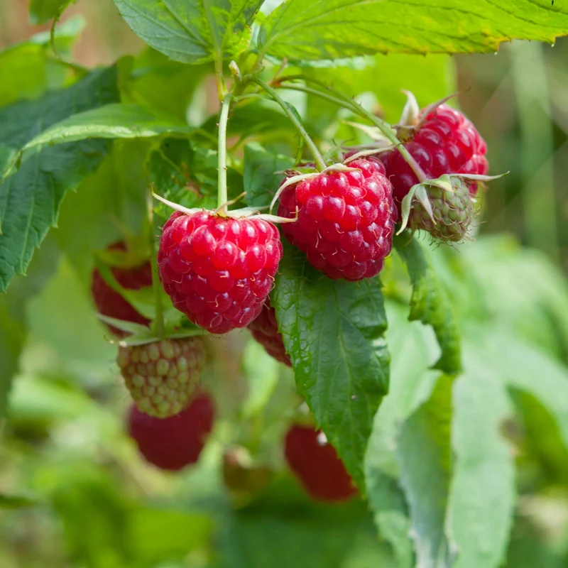 Framboisier 'Pathfinder' – Rubus idaeus