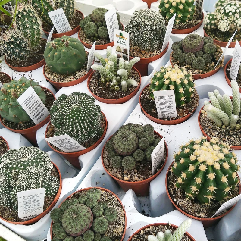 Cactus (Variétés assorties)