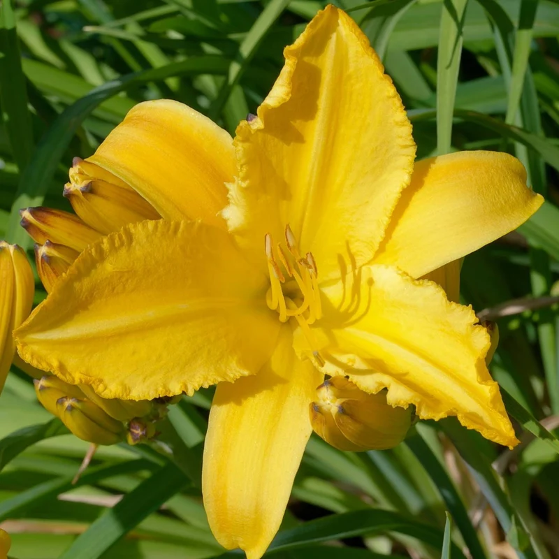 Hémérocalle 'André Jasmin'