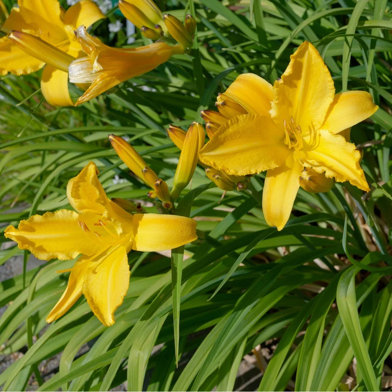 Hémérocalle 'André Jasmin'