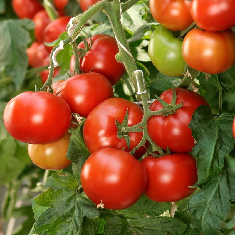 Sélection de plants de tomates 2 gallons