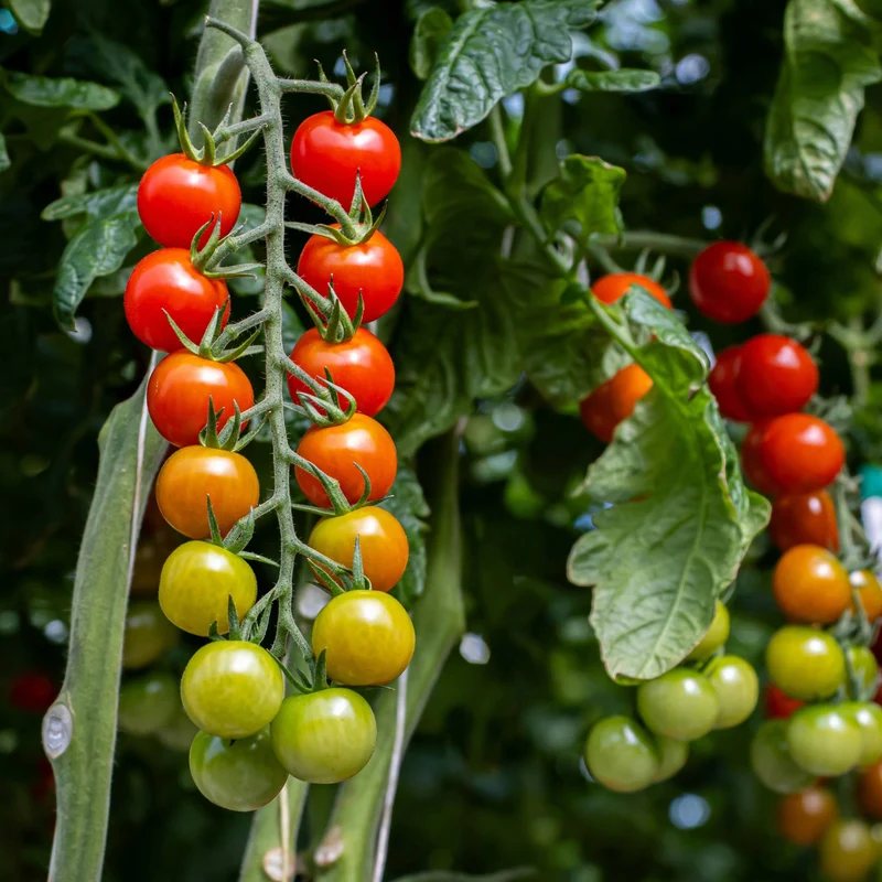 Sélection de plants de tomates 2 gallons