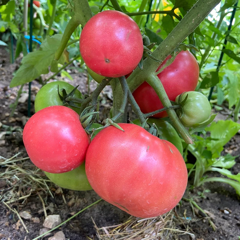 Sélection de plants de tomates 2 gallons