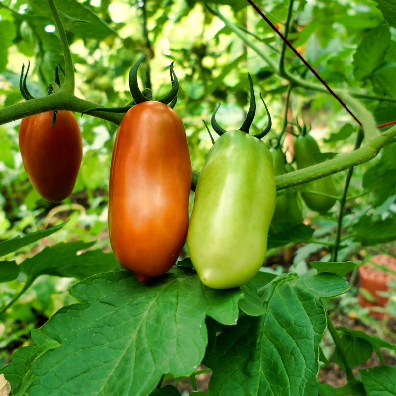 Sélection de plants de tomates 2 gallons