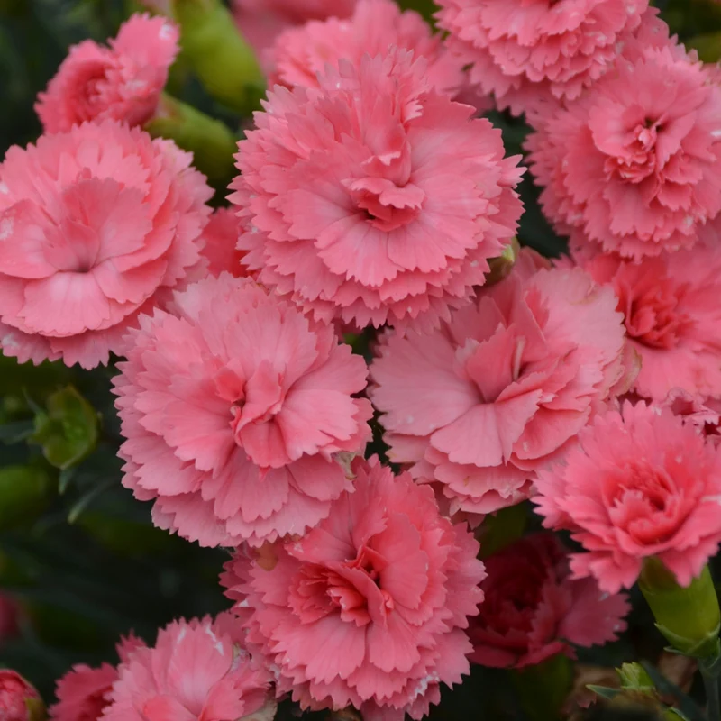 Oeillet FRUIT PUNCH® 'Classic Coral'