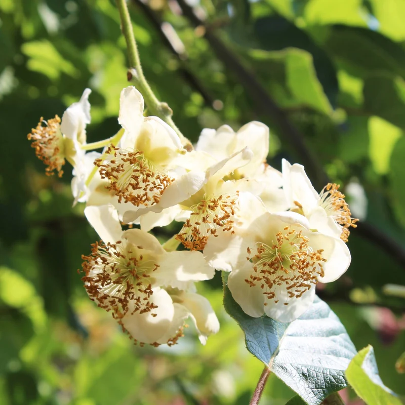 Kiwi arctique 'Meader' (mâle) - Actinidia arguta 'Meader'