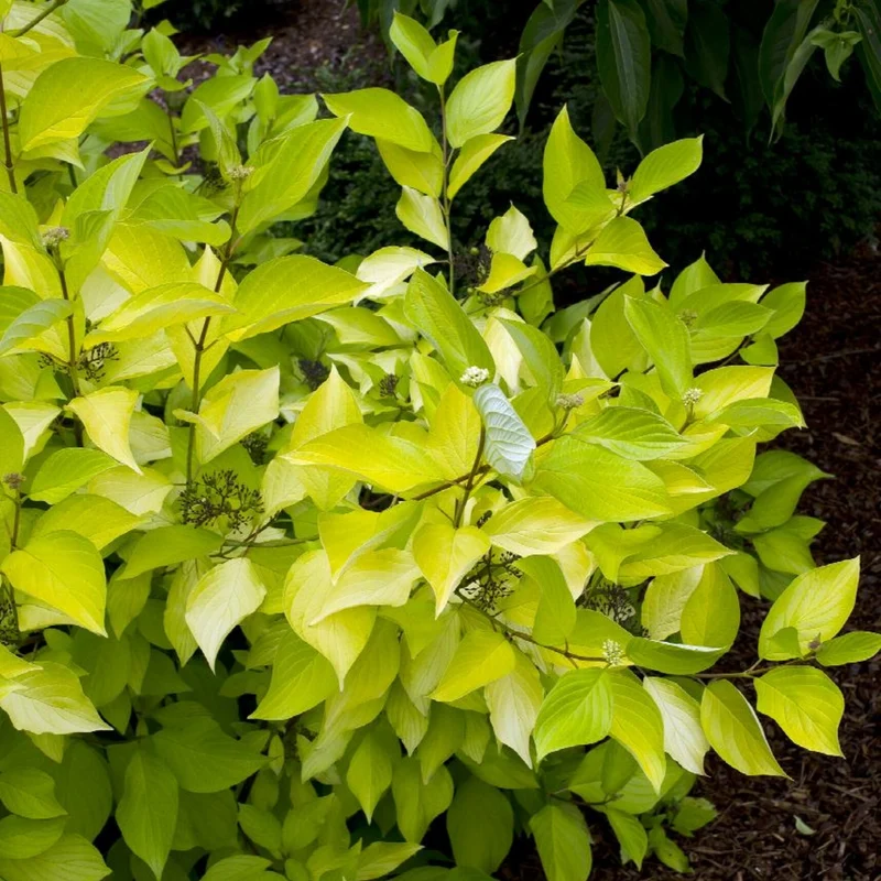 Cornouiller blanc 'Prairie Fire'