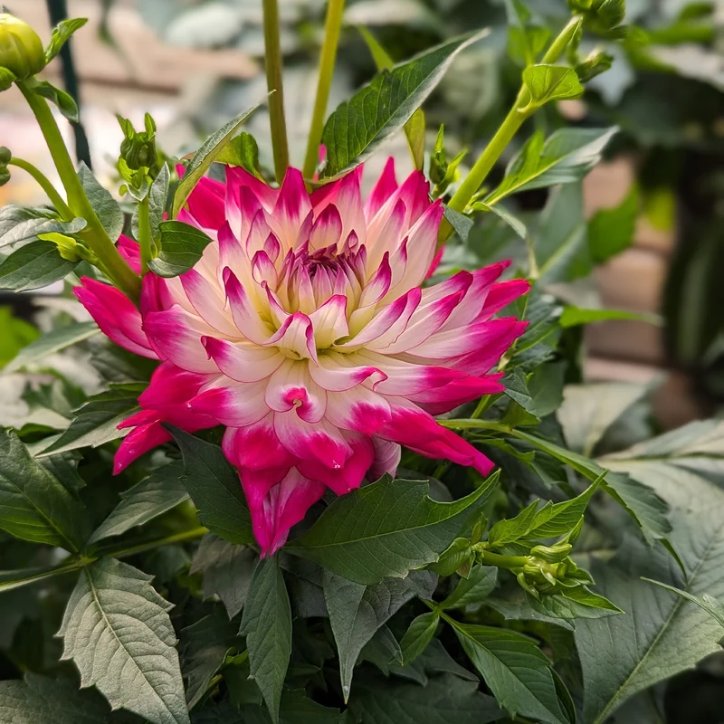Dahlia LABELLA® Maggiore Fun Rose Bicolor