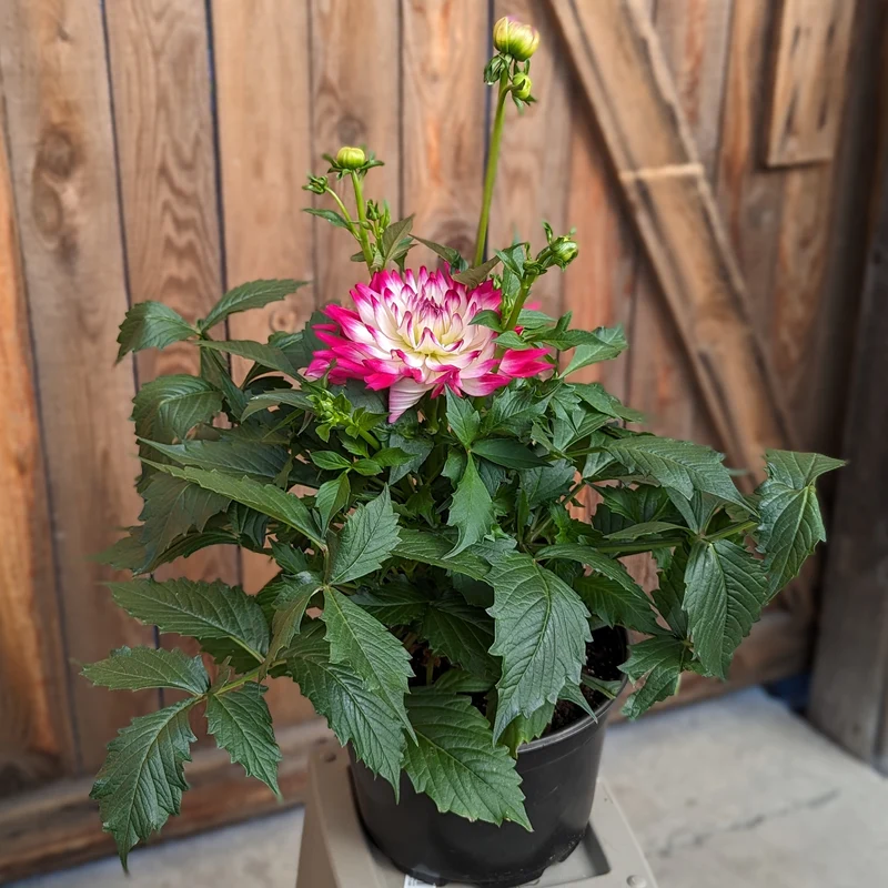 Dahlia LABELLA® Maggiore Fun Rose Bicolor