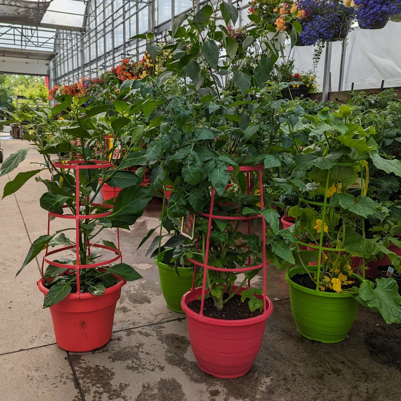 Plants de légumes en cage