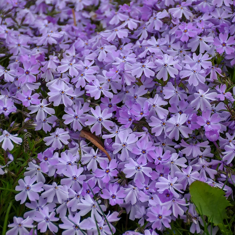 Sélection de Phlox Rampant