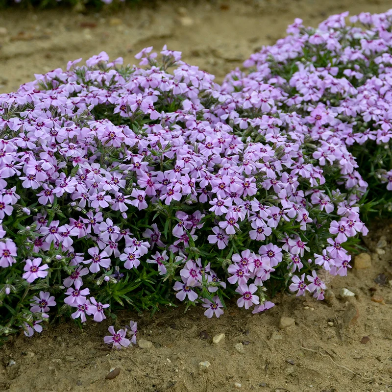 Sélection de Phlox Rampant