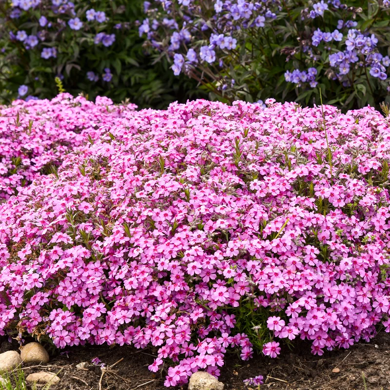 Sélection de Phlox Rampant