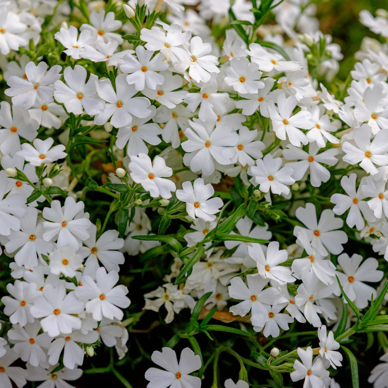 Sélection de Phlox Rampant