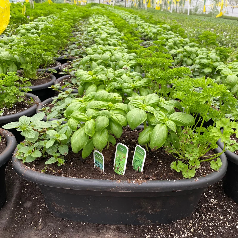 Balconnière de 3 fines herbes – Trio fraîcheur aromatique