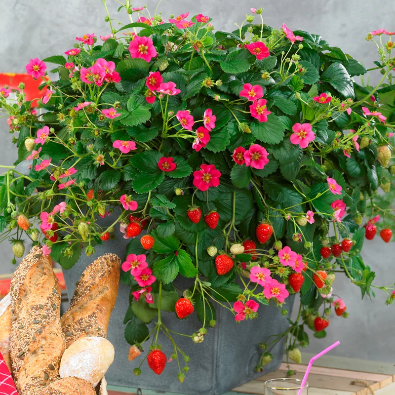 Fraisier 'Toscana'